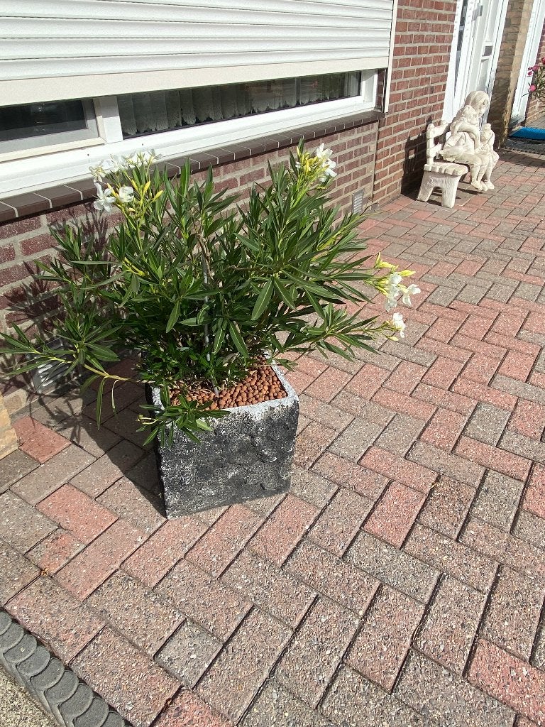 Oleander wit 95 cm, Tuin en Terras, Volle zon, Vaste plant, Zomer, Ophalen