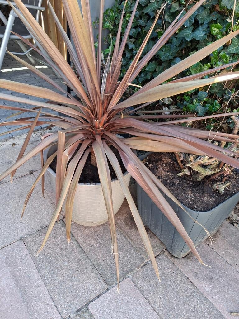 Cordyline australis 'Red Star' plant met bak, Tuin en Terras, Planten | Tuinplanten, Ophalen, Overige soorten, Volle zon