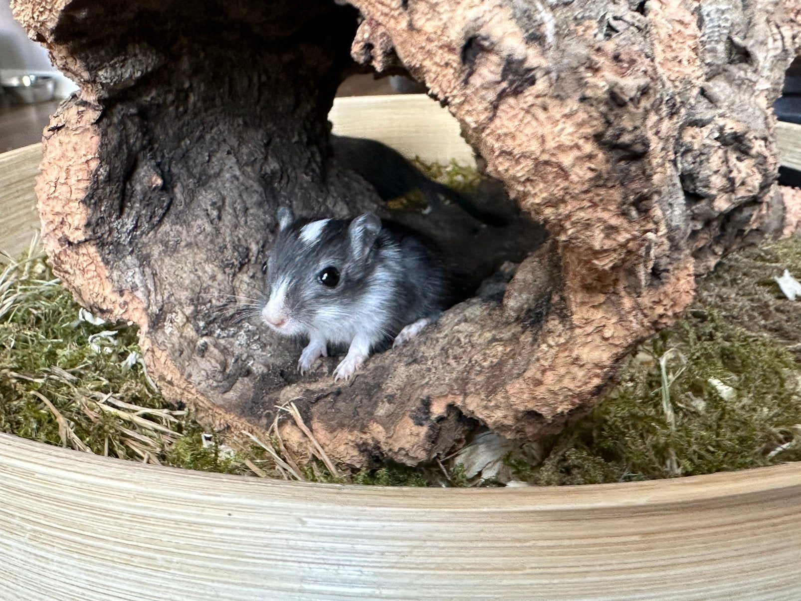 Jong gerbil vrouwtje beschikbaar!, Augustus, Vrouwelijk, Overige typen, Tam