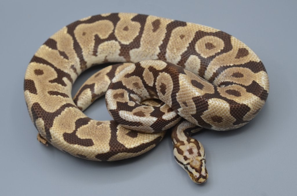 Adult en sub-adult Python Regius te koop Ball Python - unknown for sale from rik