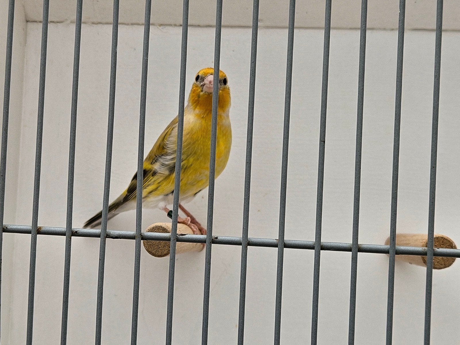 putter bastaarden !!, Dieren en Toebehoren, Mannelijk, Bastaard