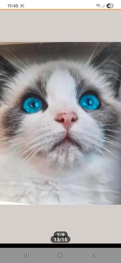 Ragdoll dekkater, Dieren en Toebehoren, Katten en Kittens | Dekkaters