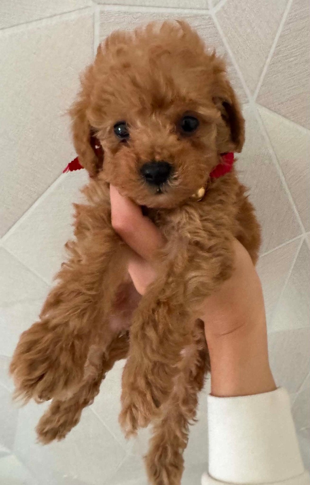 ToyPoedel pups, Dieren en Toebehoren, Eén hond, Nederland, Particulier, Reu