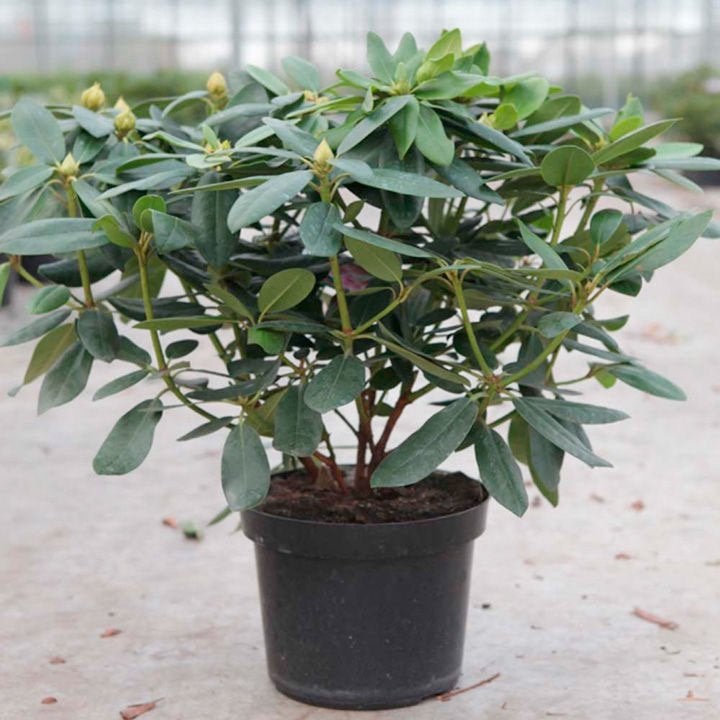 Rododendrons, Catawbiense, Nova Zembla, Cunningham's, Ophalen, Rhododendron, Struik, 100 tot 250 cm