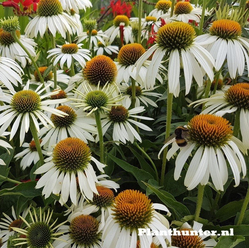 Echinacea Alba witte zonnehoed afhaal aanbieding, Ophalen, Overige soorten, Halfschaduw