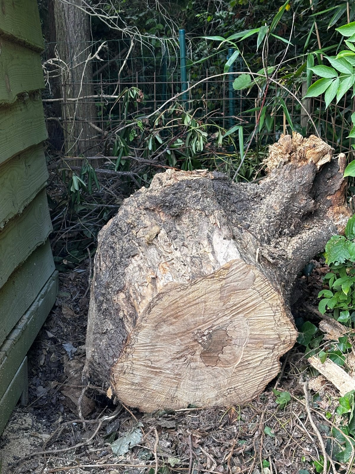 Twee moerbei boomstammen van 70 cm, Tuin en Terras, Haardhout, Minder dan 3 m³, Ophalen, Overige houtsoorten, Stammen