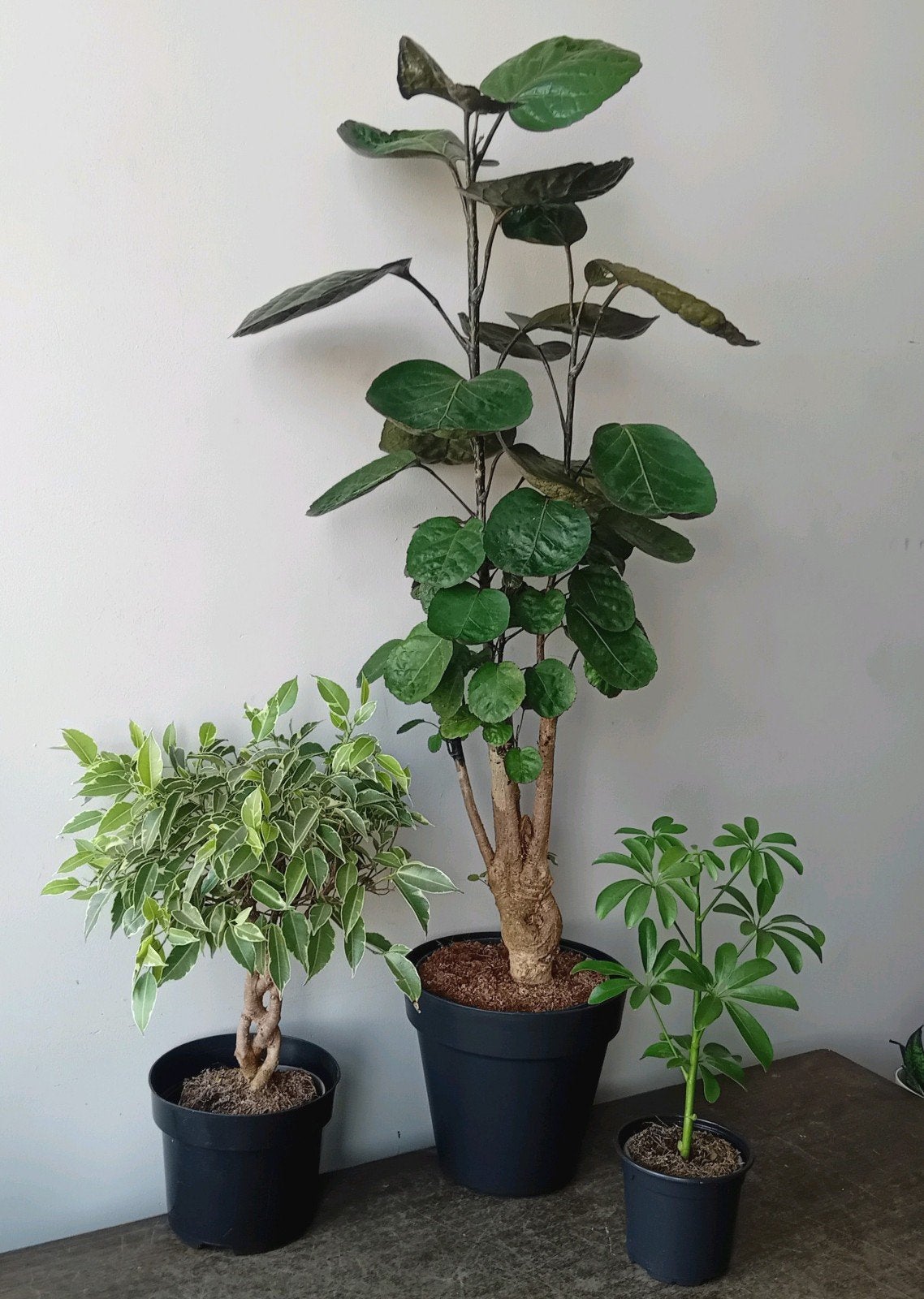 3 kamerplanten 30-80cm, Ophalen, Overige soorten, Halfschaduw, In pot