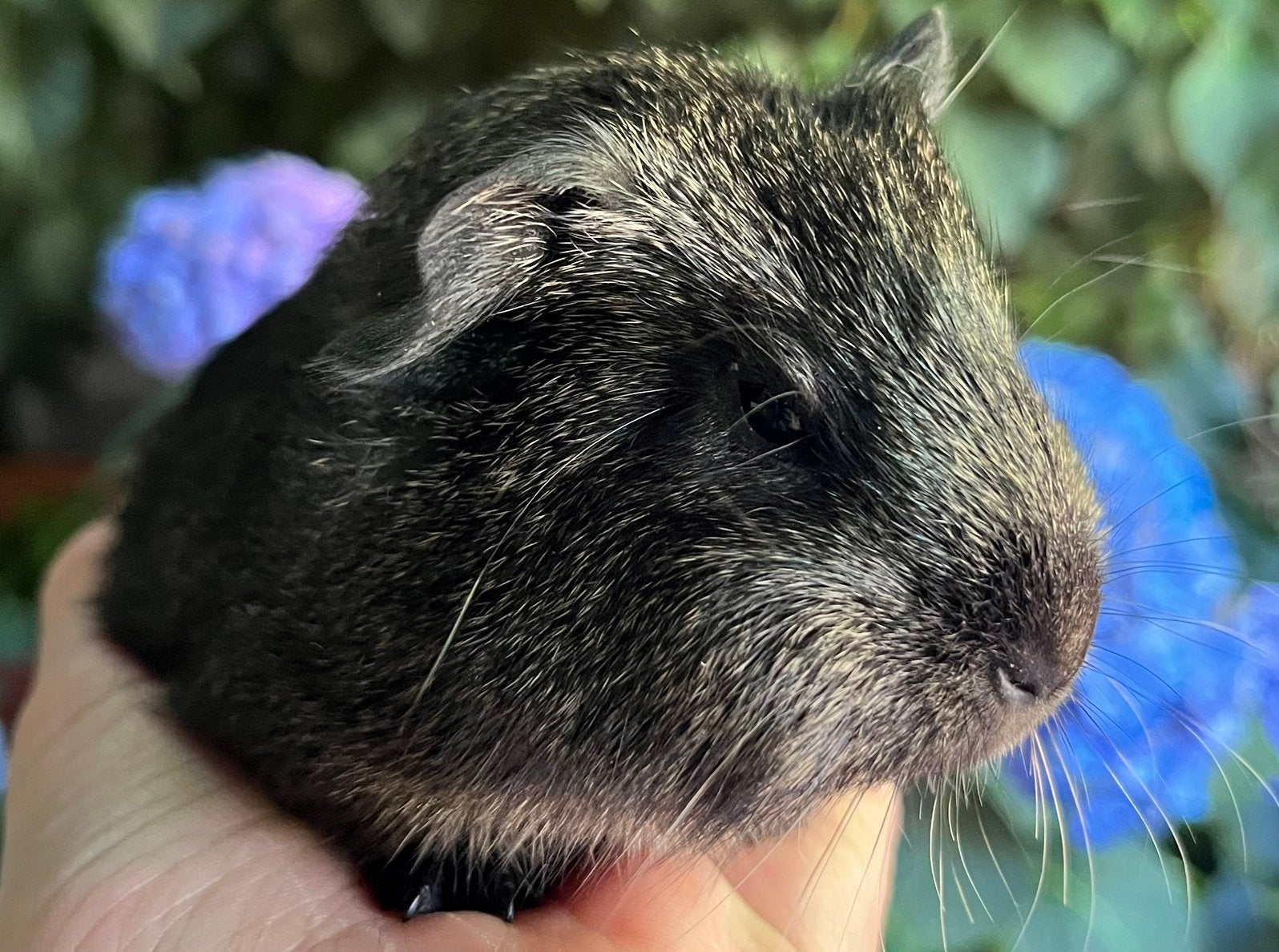 Lief zeugje Teddy (TDD) en lilac draagster, Dieren en Toebehoren, Cavia, Juni, Vrouwelijk, Tam