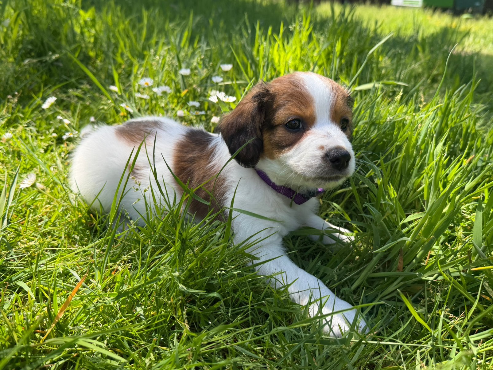Laatste kooikerpup reutje beschikbaar, Overige rassen, 8 tot 15 weken, Parvo, Meerdere dieren