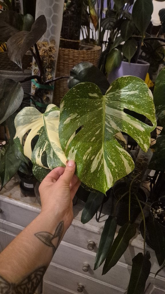 Verrassings stekjesbox, Overige soorten, Minder dan 100 cm, Groene kamerplant, Halfschaduw