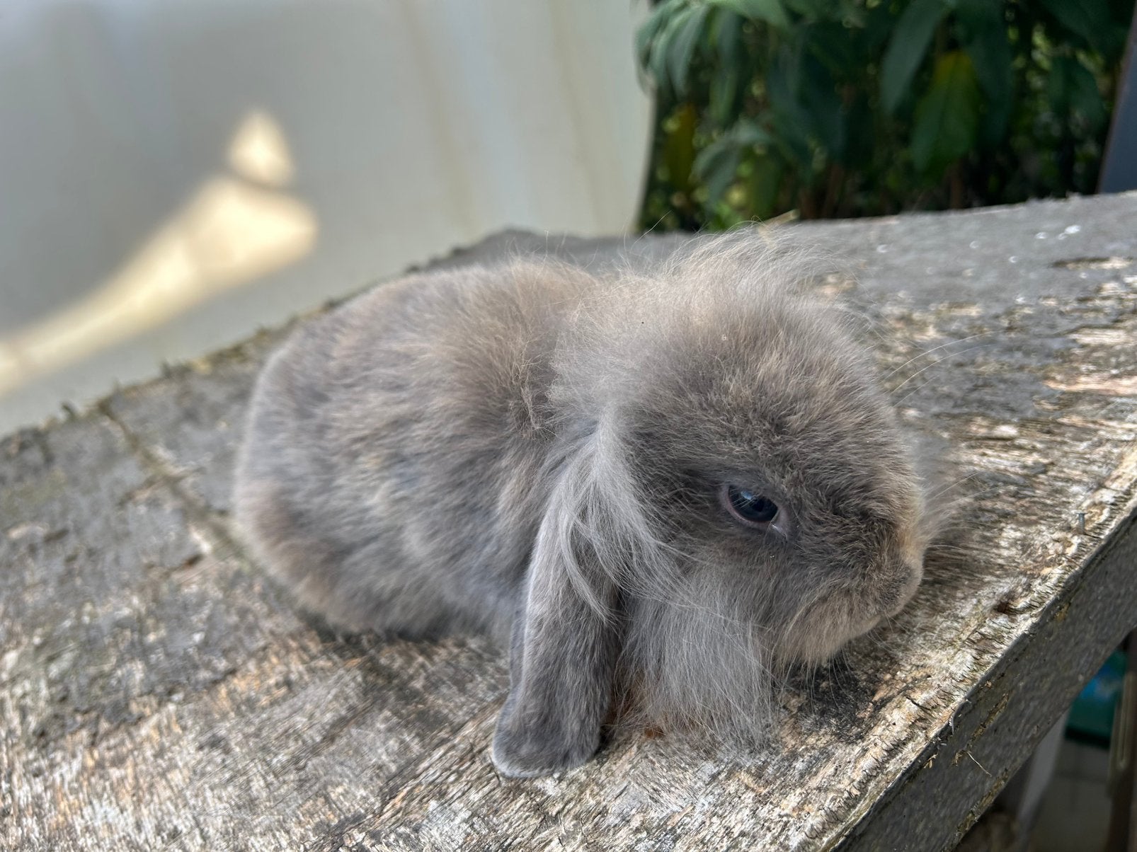 Jonge hangoortjes, Dieren en Toebehoren, Konijnen, Dwerg, Meerdere dieren, 0 tot 2 jaar, Hangoor