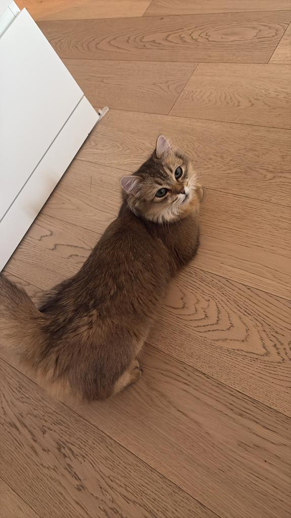 Britse lang/korthaar, Dieren en Toebehoren, Katten en Kittens | Overige Katten, Poes, Langharig, 0 tot 2 jaar