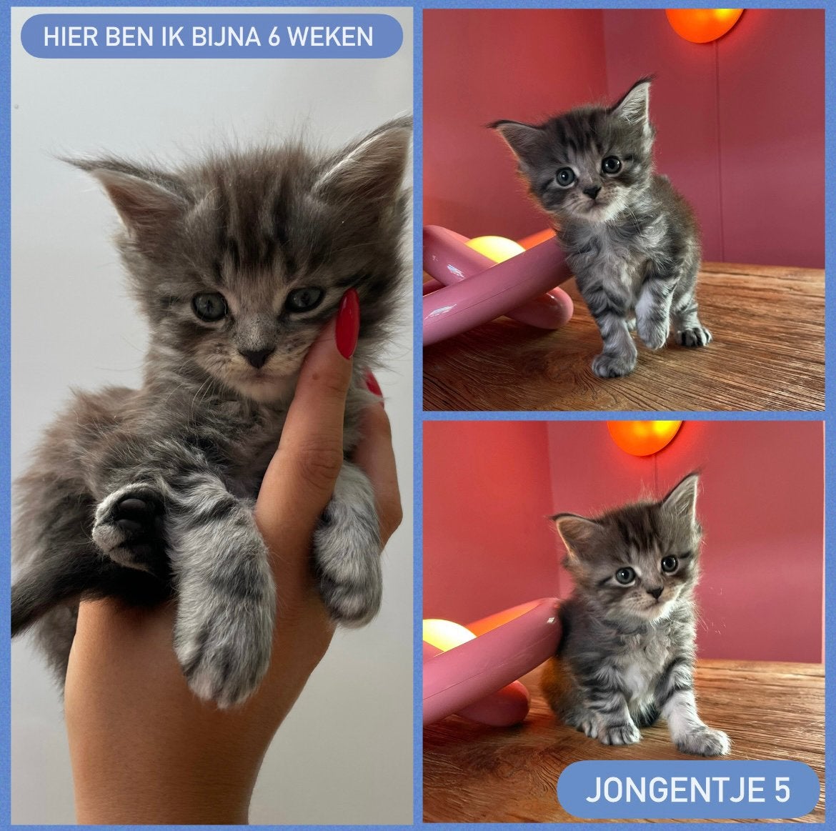 🩷NOG 4 Raszuivere Maine Coon kittens🩵, Meerdere dieren, Ontwormd, 0 tot 2 jaar