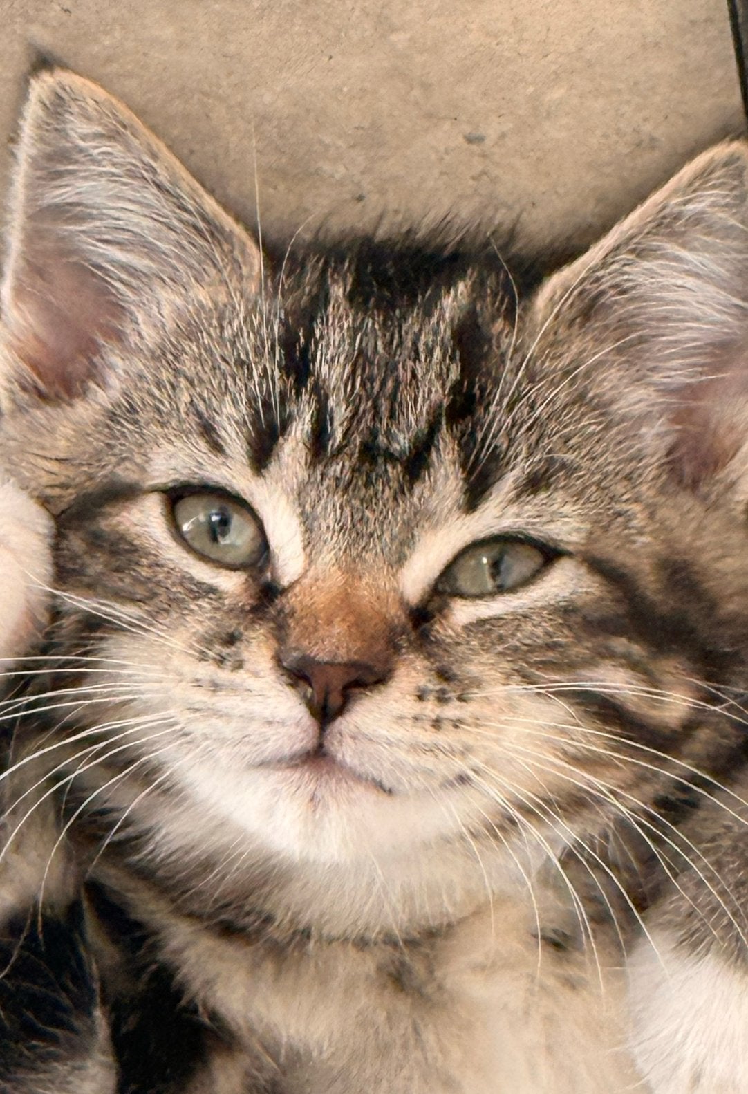 2 Britse kittens kruising brits langhaar en brits kort haar, Meerdere dieren