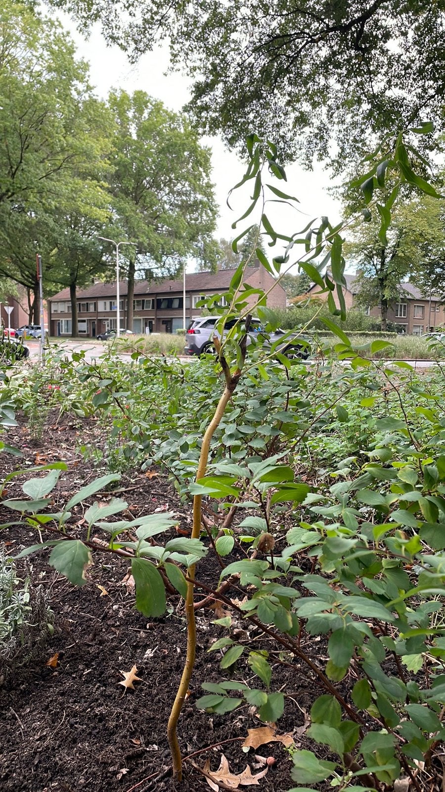 GRATIS krulhazelaar en Koreaanse munt, Tuin en Terras, Vaste plant, Halfschaduw, Zomer, Ophalen