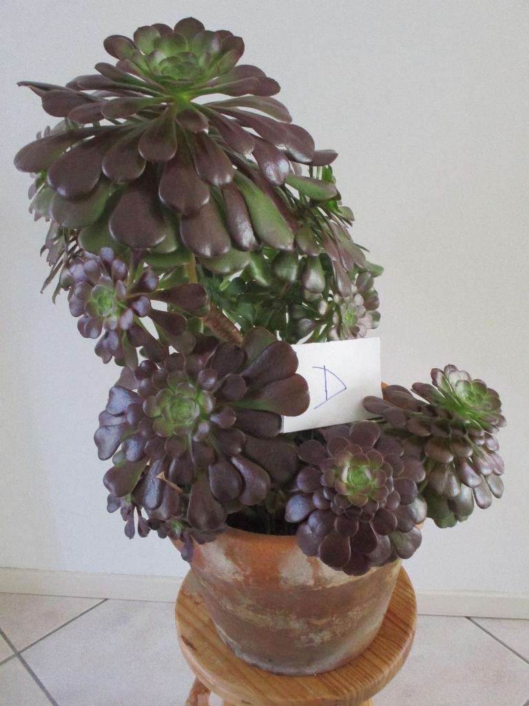 Aeonium vetplanten, Tuin en Terras, Vaste plant, Bloeit niet, Halfschaduw, Ophalen