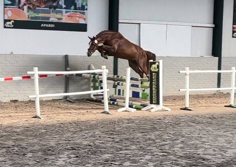 Knappe, interessante fokmerrie, Dieren en Toebehoren, Paarden, Merrie, Springpaard, Niet van toepassing, 7 tot 10 jaar