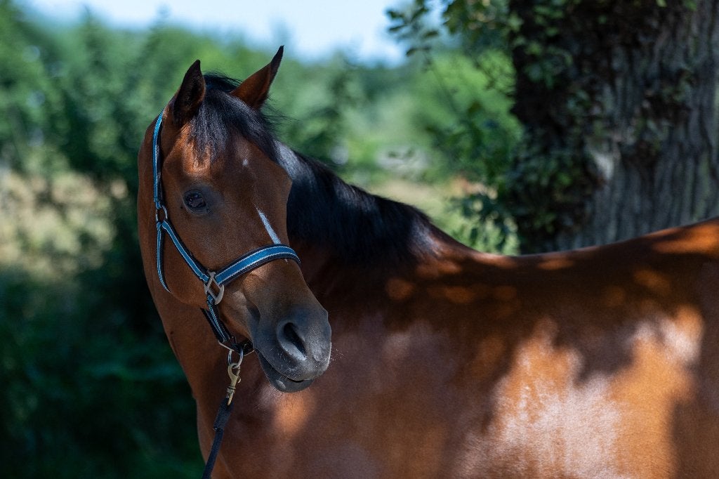 Brave NRPS Merrie, Dieren en Toebehoren, Pony's, M, 11 jaar of ouder, Recreatiepony, Merrie
