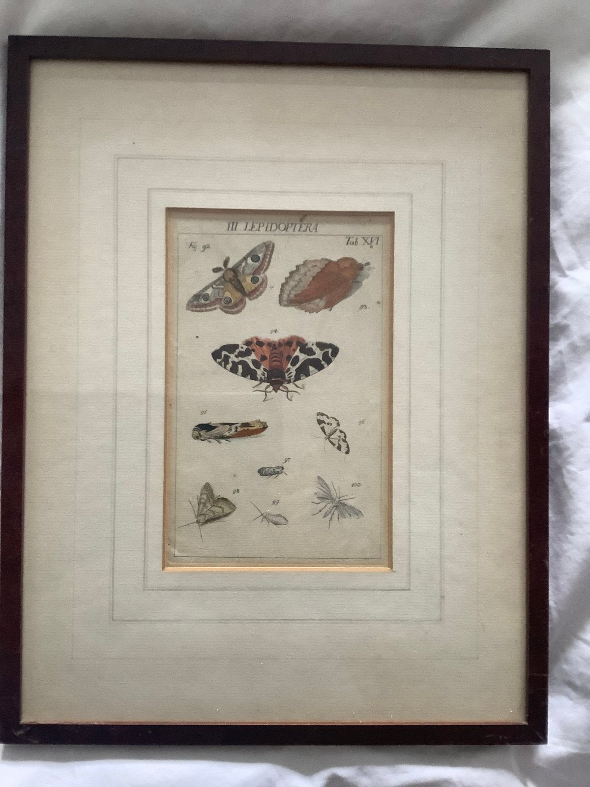 Antieke Gravure Vlinders J.R. Schellenberg 1760, Antiek en Kunst, Handgekleurd, Ophalen of Verzenden, Gravure, Flora en Fauna