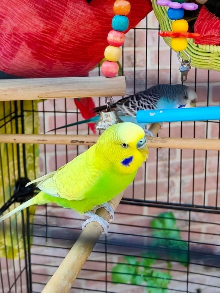 Beautiful budgies pair is for sale with cage, Meerdere dieren, Parkiet