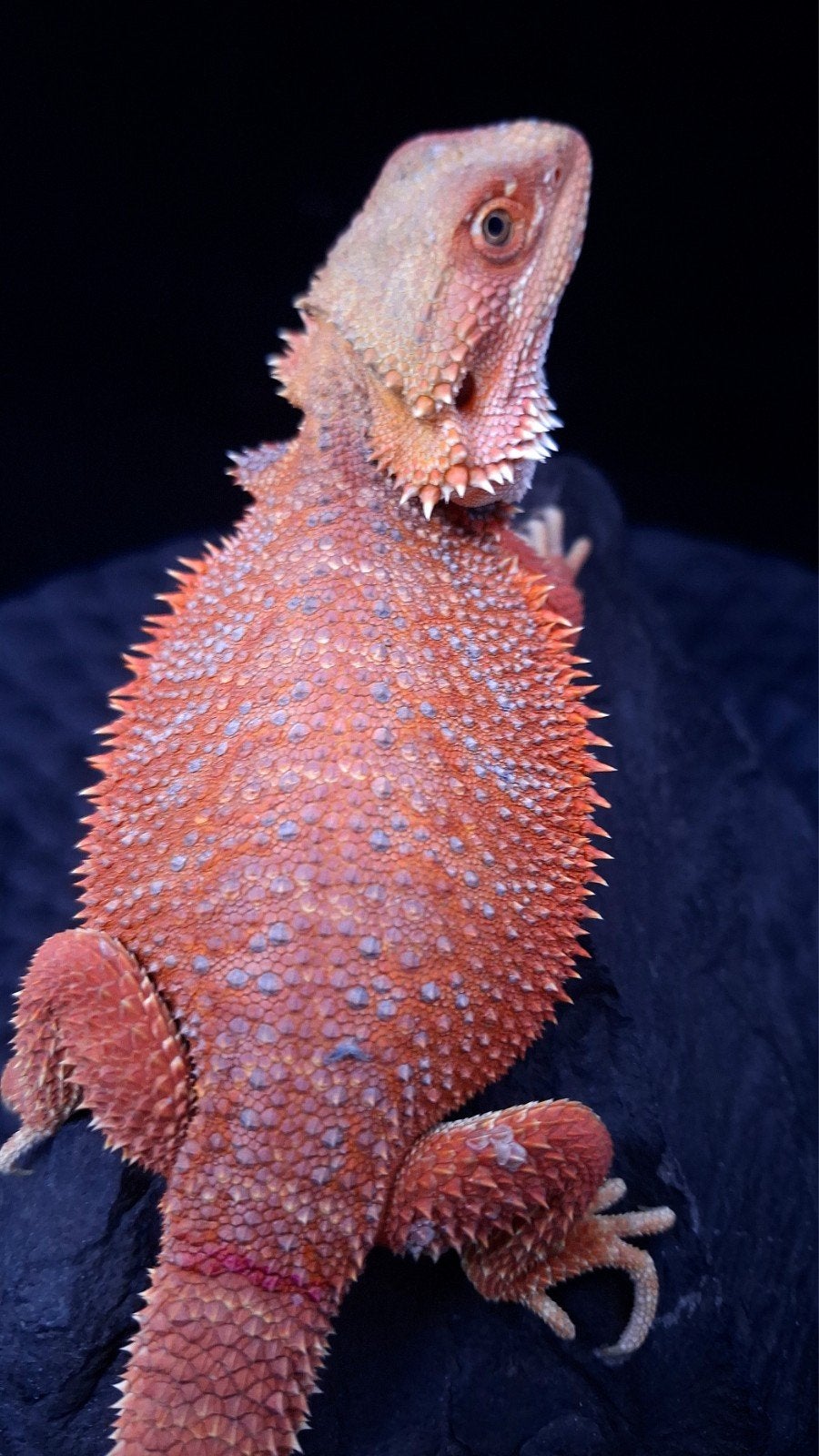 Baardagaam Vrouwen Red Hypo Blue Bar

Red Hypo
Re Bearded Dragon photo 12