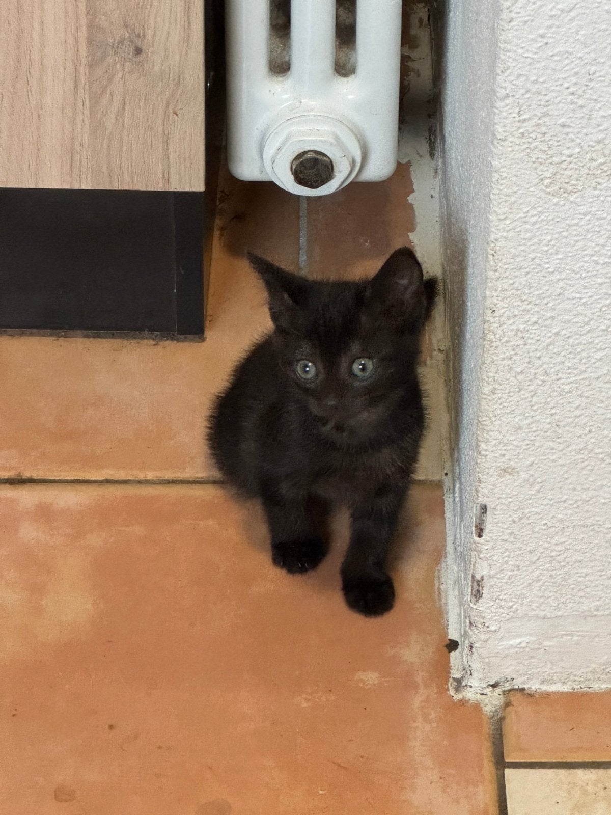 Kittens te koop, Meerdere dieren