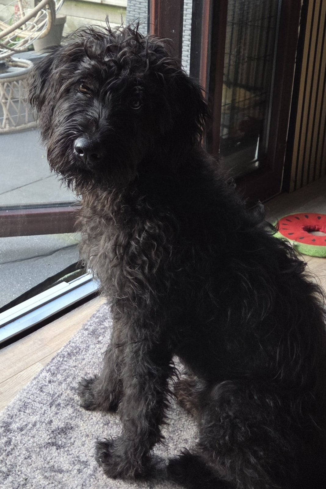 Labradoodle pup ter adoptie, 15 weken tot 1 jaar, Eén hond, CDV (hondenziekte), Nederland