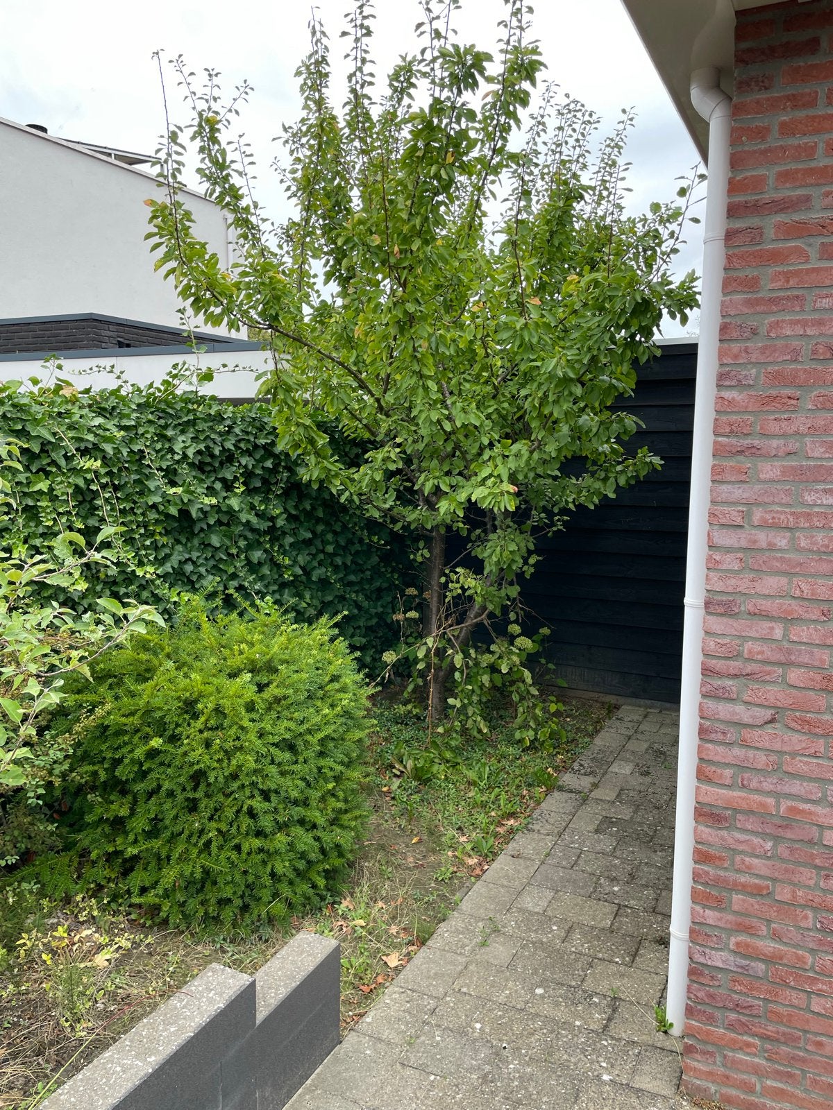 Pruimenboom - Gratis af te halen (zelf verwijderen), Volle zon, Lente, 250 tot 400 cm, Overige soorten
