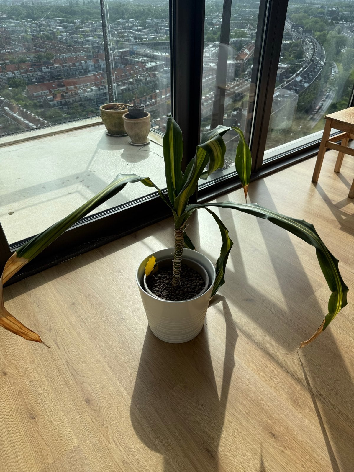 Moeë plant zoekt nieuw huis met IKEA pot, Vaste plant, Bloeit niet, Halfschaduw, Ophalen