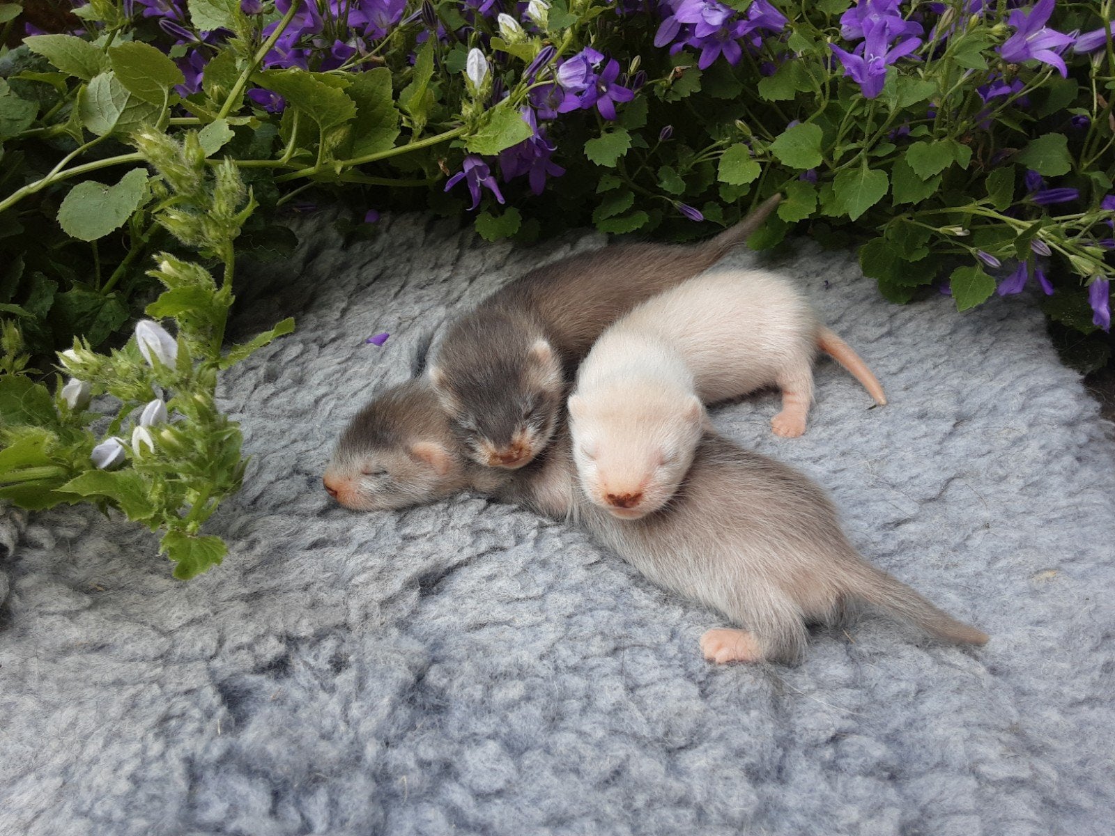 Vol angora en half angora fretjes zeer sociaal opgevoed, Mei, Vrouwelijk