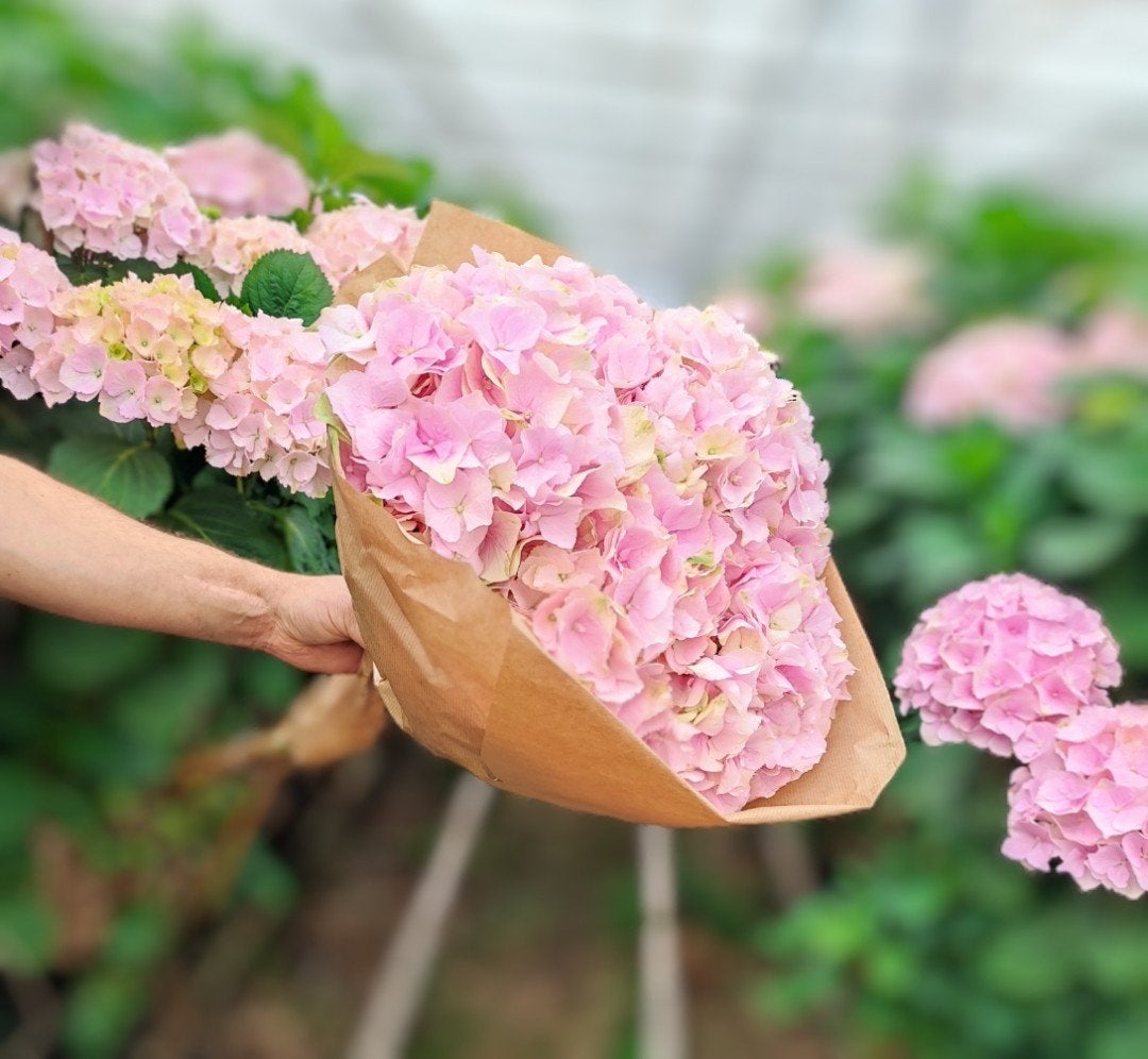 Hortensia Winkel in Nieuwveen, Tuin en Terras, Ophalen, Overige soorten, Halfschaduw