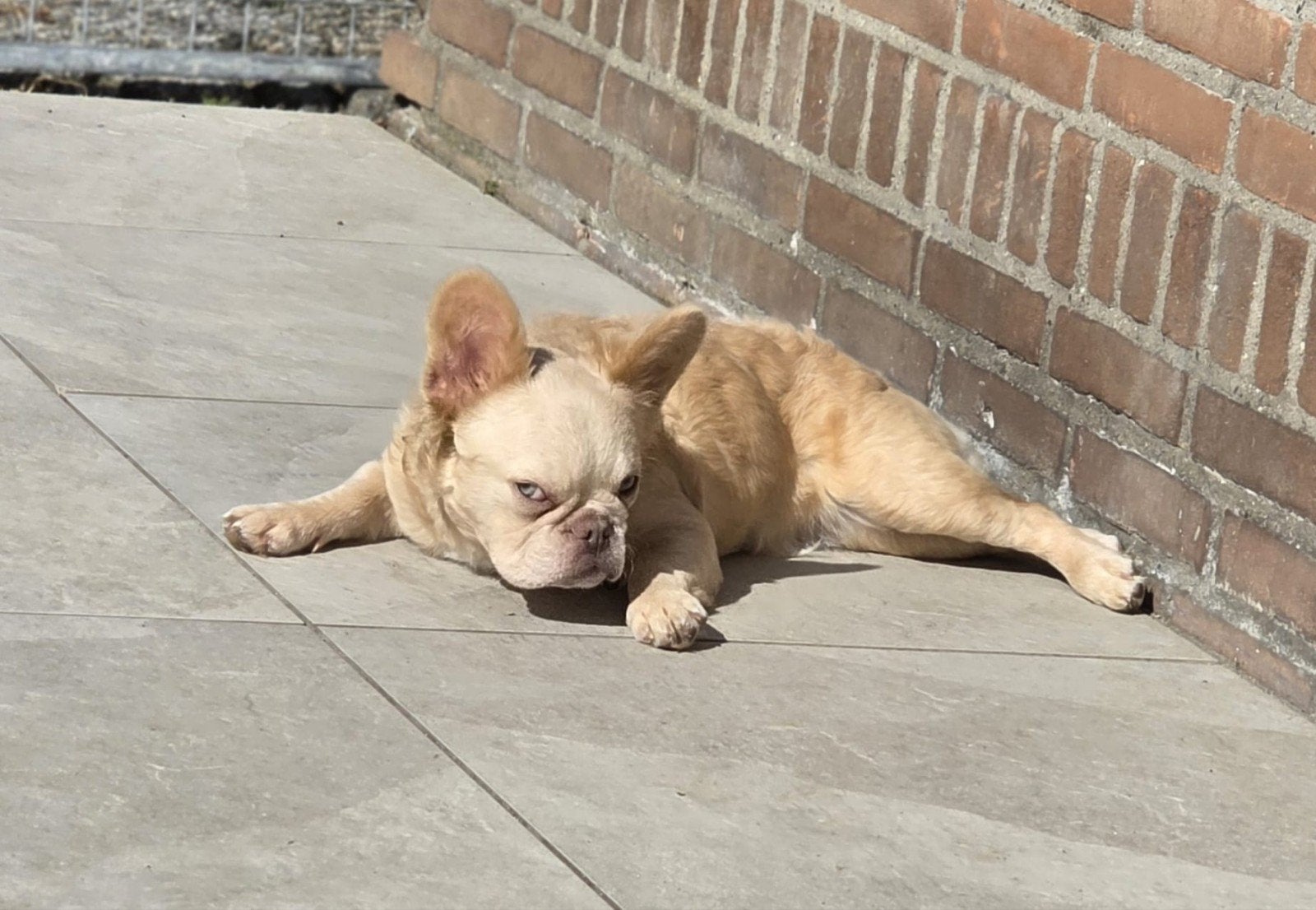 🩷 Super lieve,  fluffy x curly franse bulldog teefje 🩷, Parvo, 15 weken tot 1 jaar, Teef, Bulldog