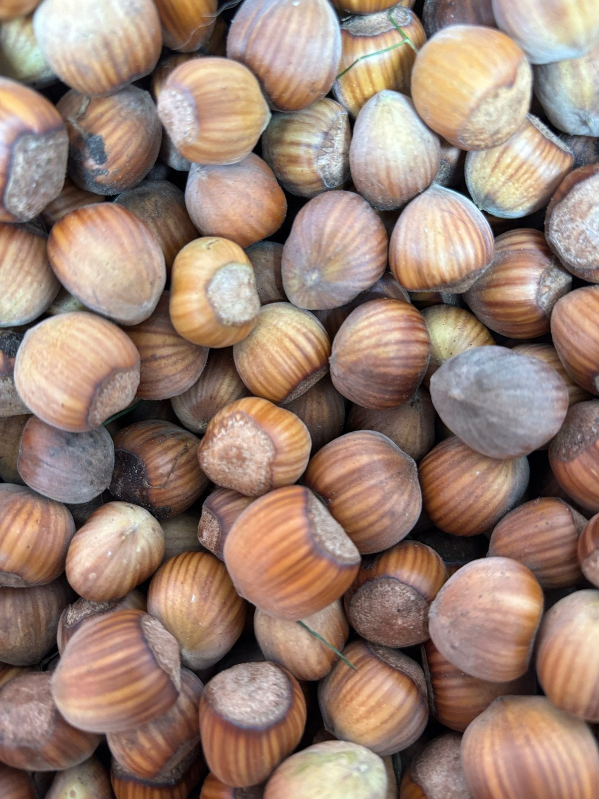 Verse Hazelnoten 5kg- Heerlijk, Gezond en onbespoten, Diversen, Ophalen of Verzenden