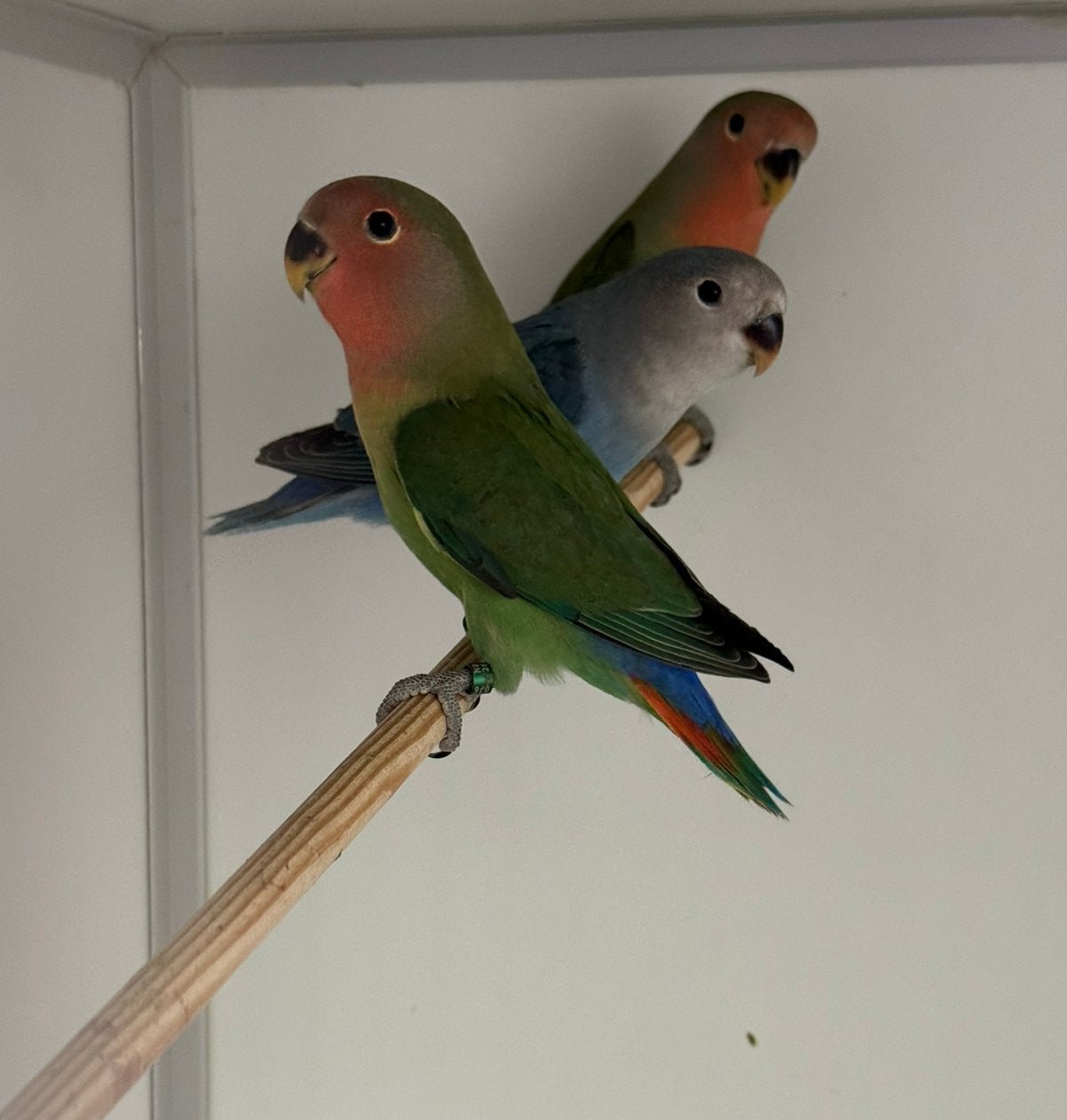 Meerdere Jonge Agapornis roseicollie om tam te maken met dna, Dieren en Toebehoren, Geslacht onbekend, Dwergpapegaai of Agapornis