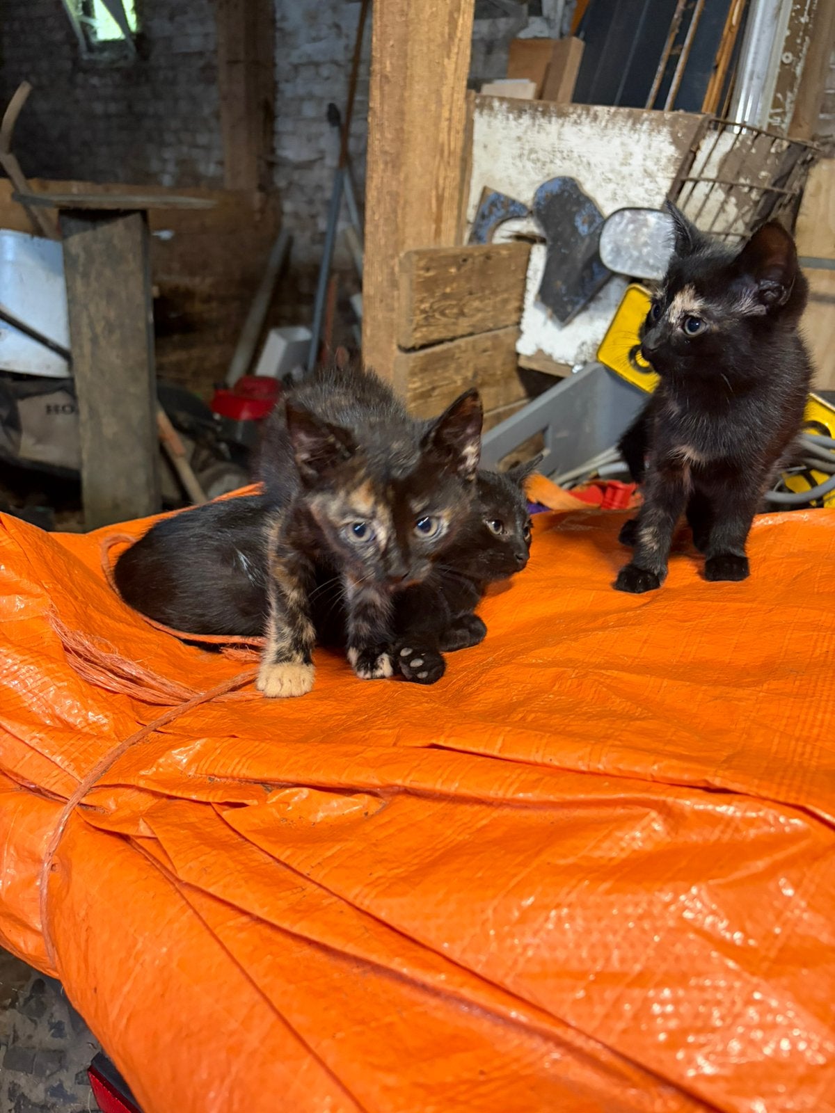 Boerderij kittens, Meerdere dieren