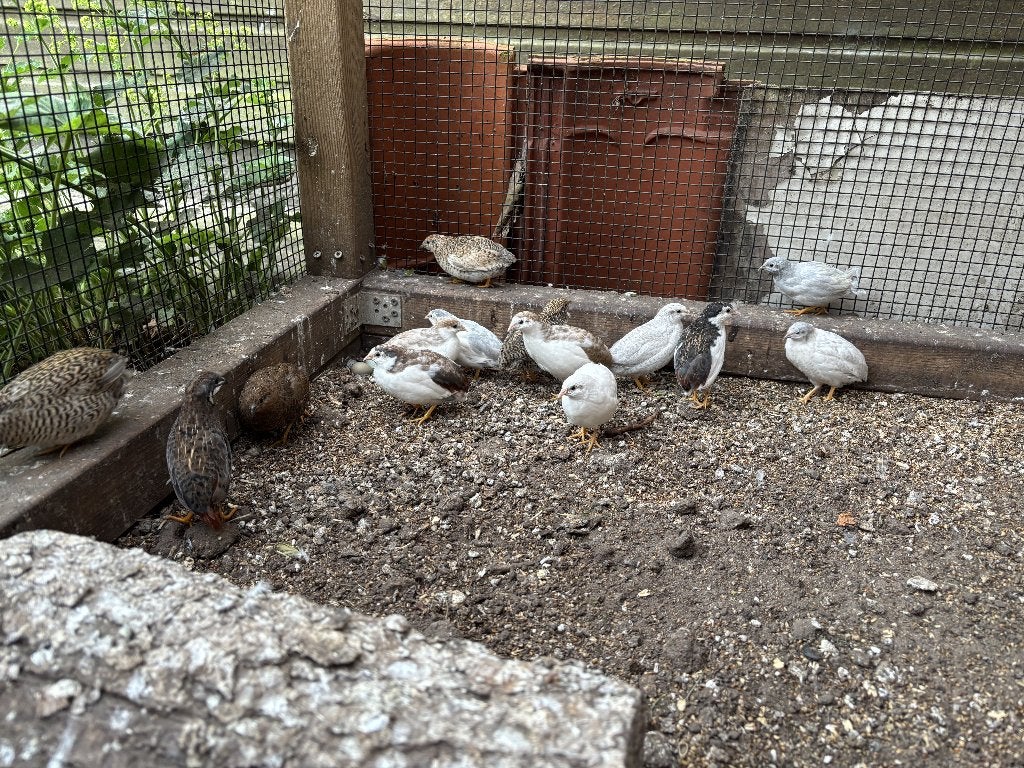 Jonge Chinese Dwergkwartels, Dieren en Toebehoren, Meerdere dieren, Overige soorten