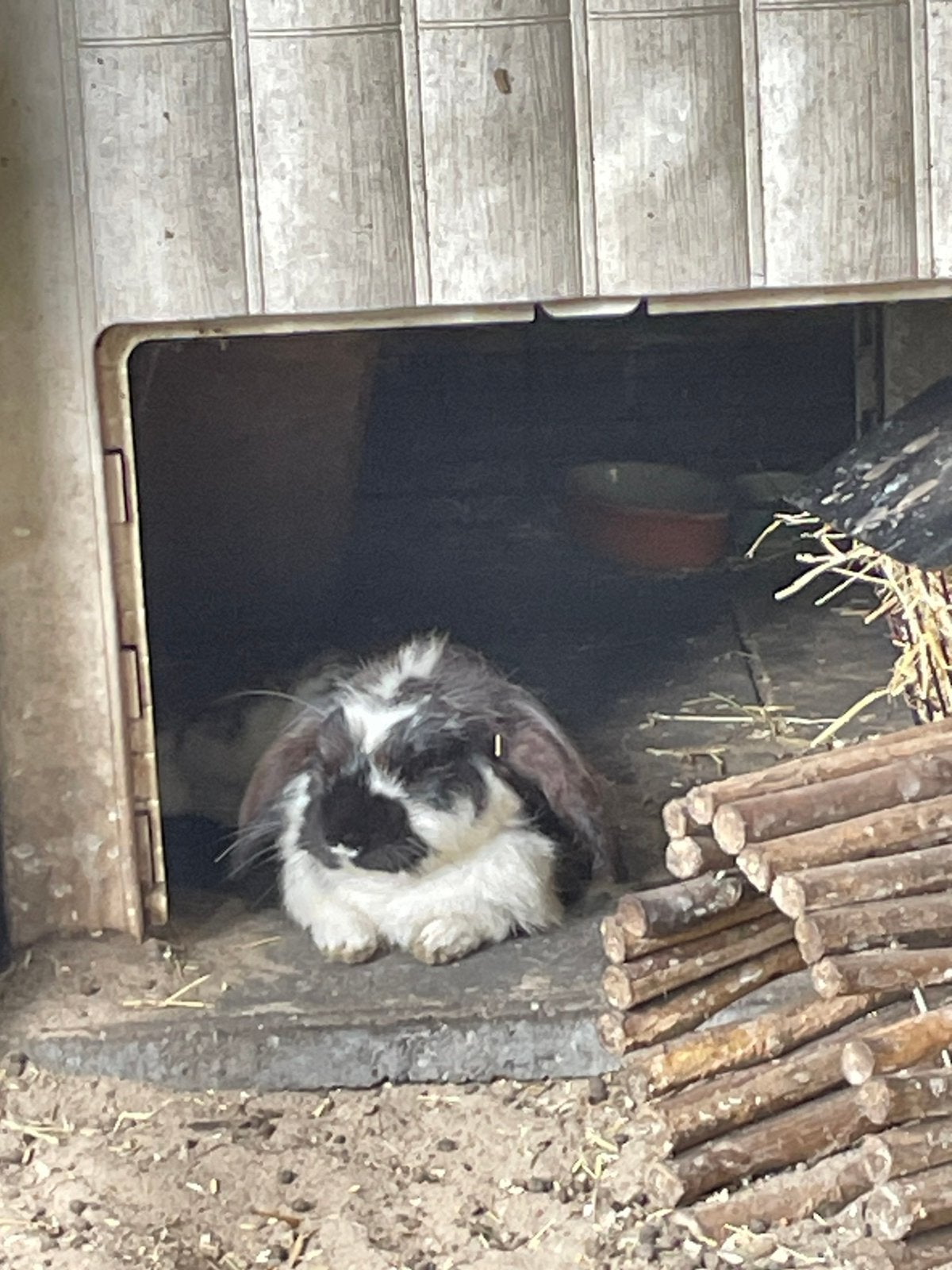 Oreo en bueno zoeken een nieuw huisje, Ophalen, Zo goed als nieuw, 110 cm of meer, 100 cm of meer