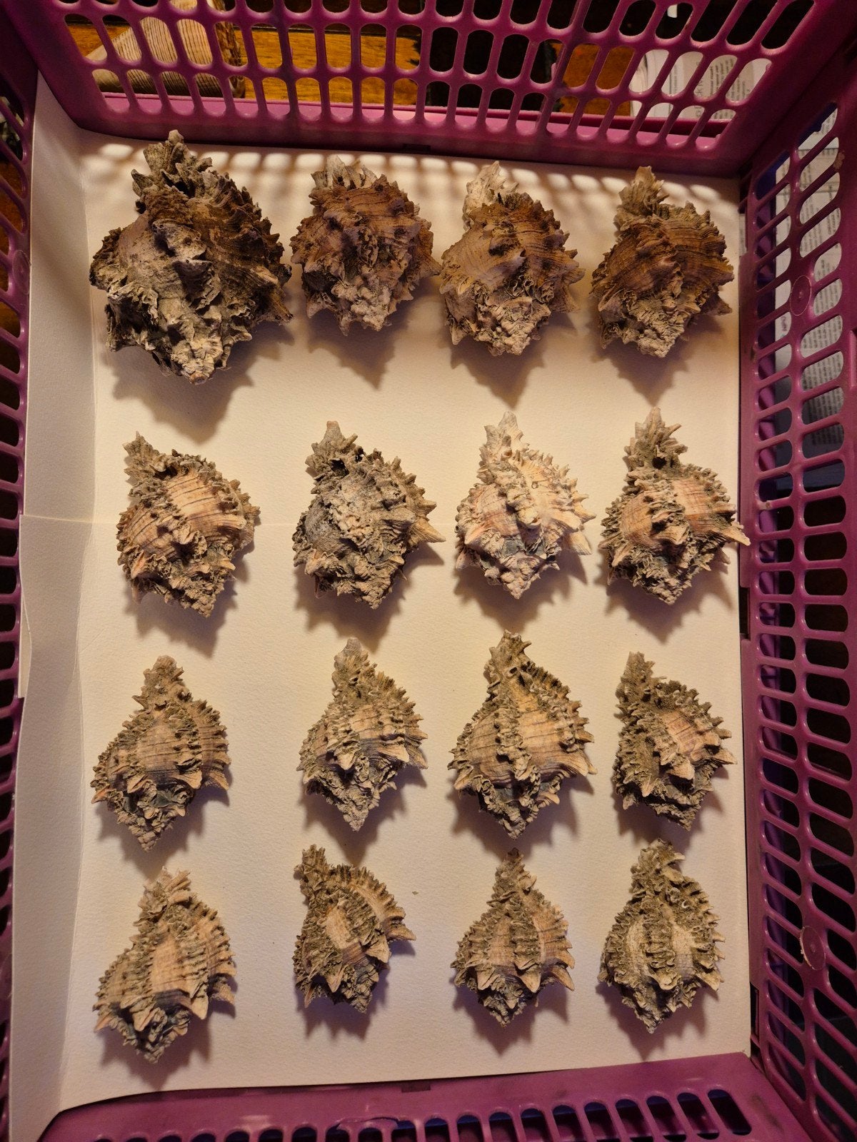 prachtige schelpen, Verzamelen, Mineralen en Fossielen, Ophalen of Verzenden, Schelp(en)