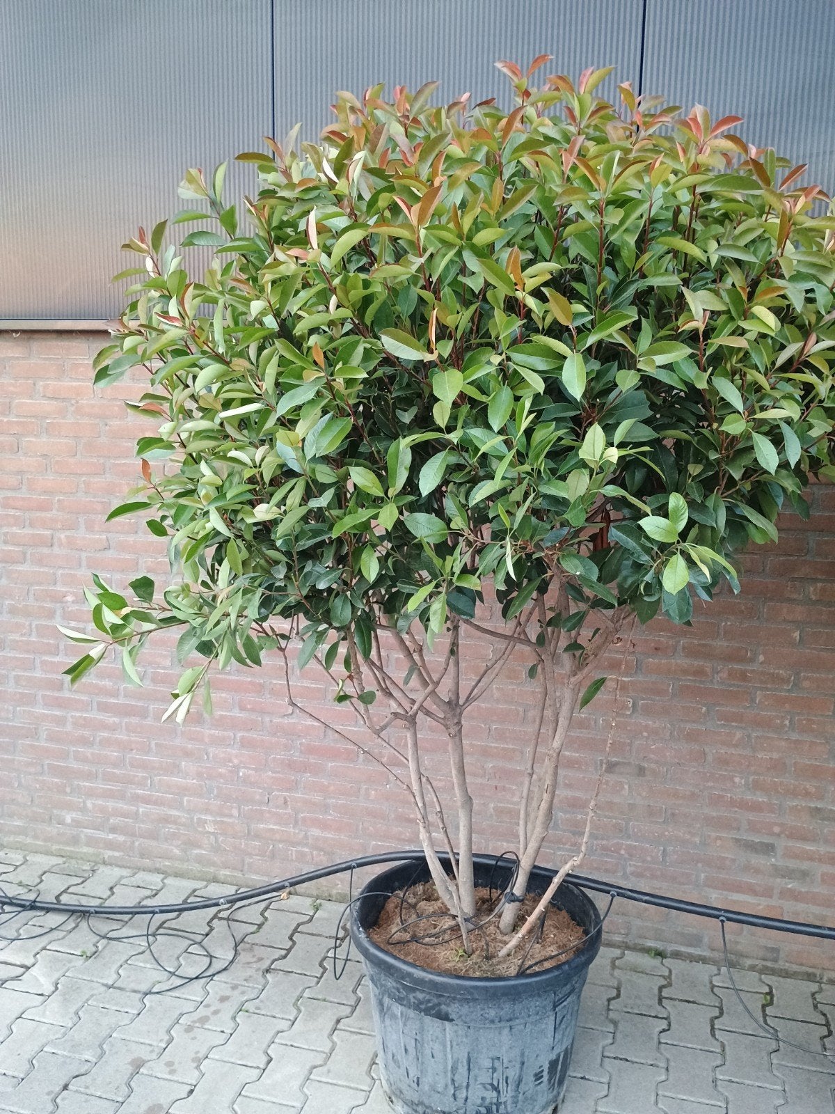 Glansmispel meerstammig, Overige soorten, Lente, 100 tot 250 cm, Ophalen