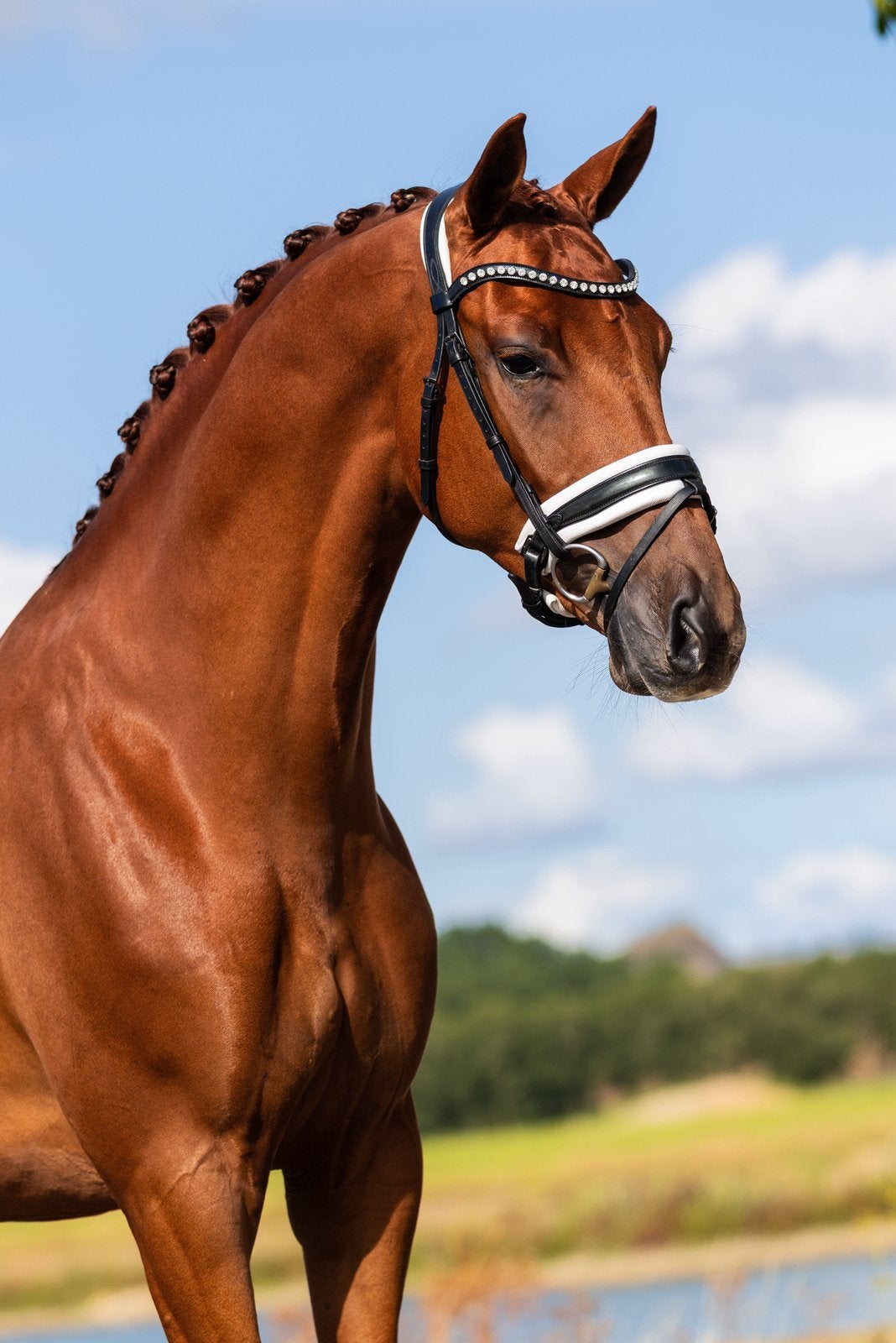 4jr ruin Just for you x Desperado, Met stamboom, Ruin, Dressuurpaard, Zadelmak
