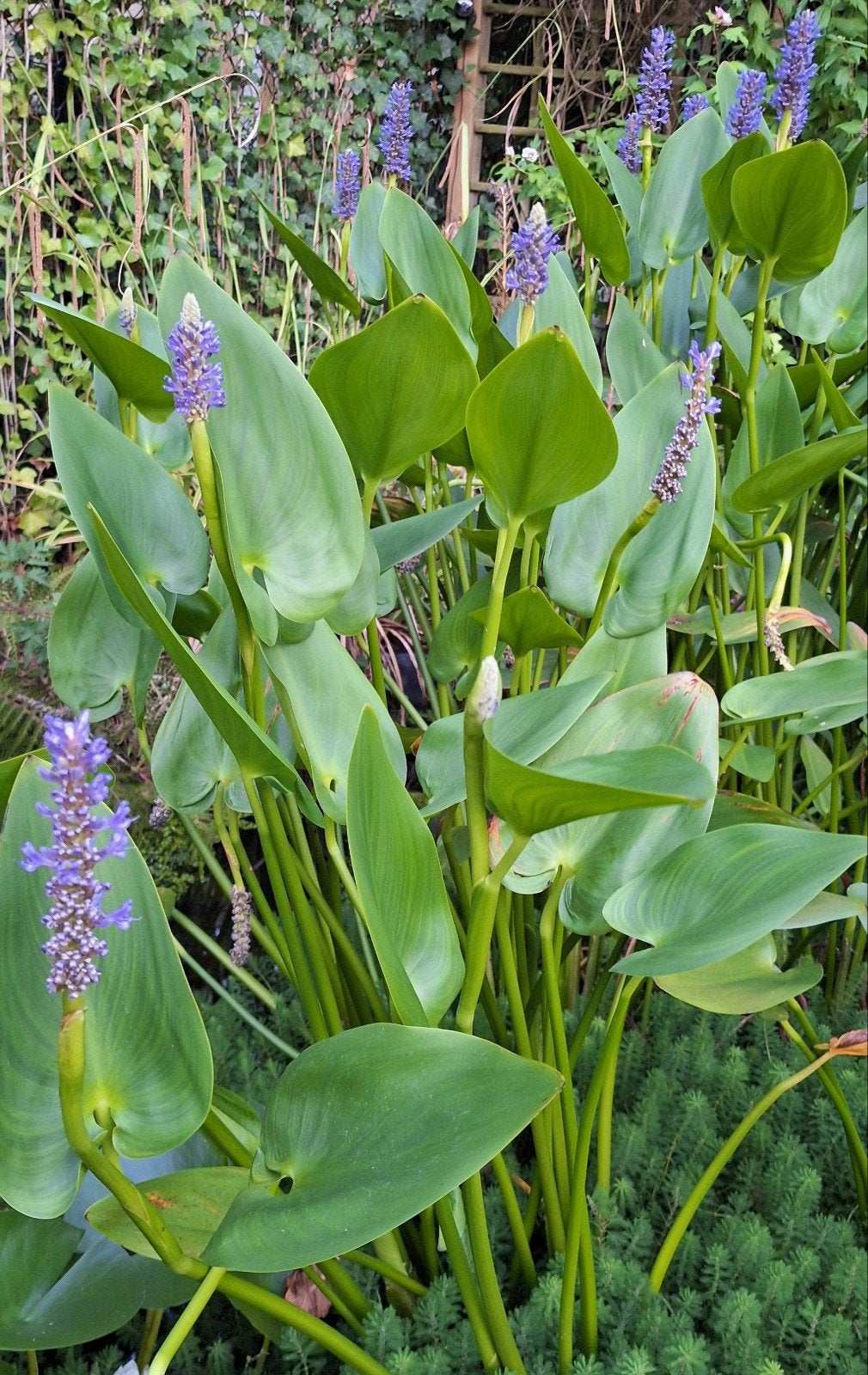 Snoekkruid/ moerashyacint (Pontederia cordata) - Waterplant, Ophalen