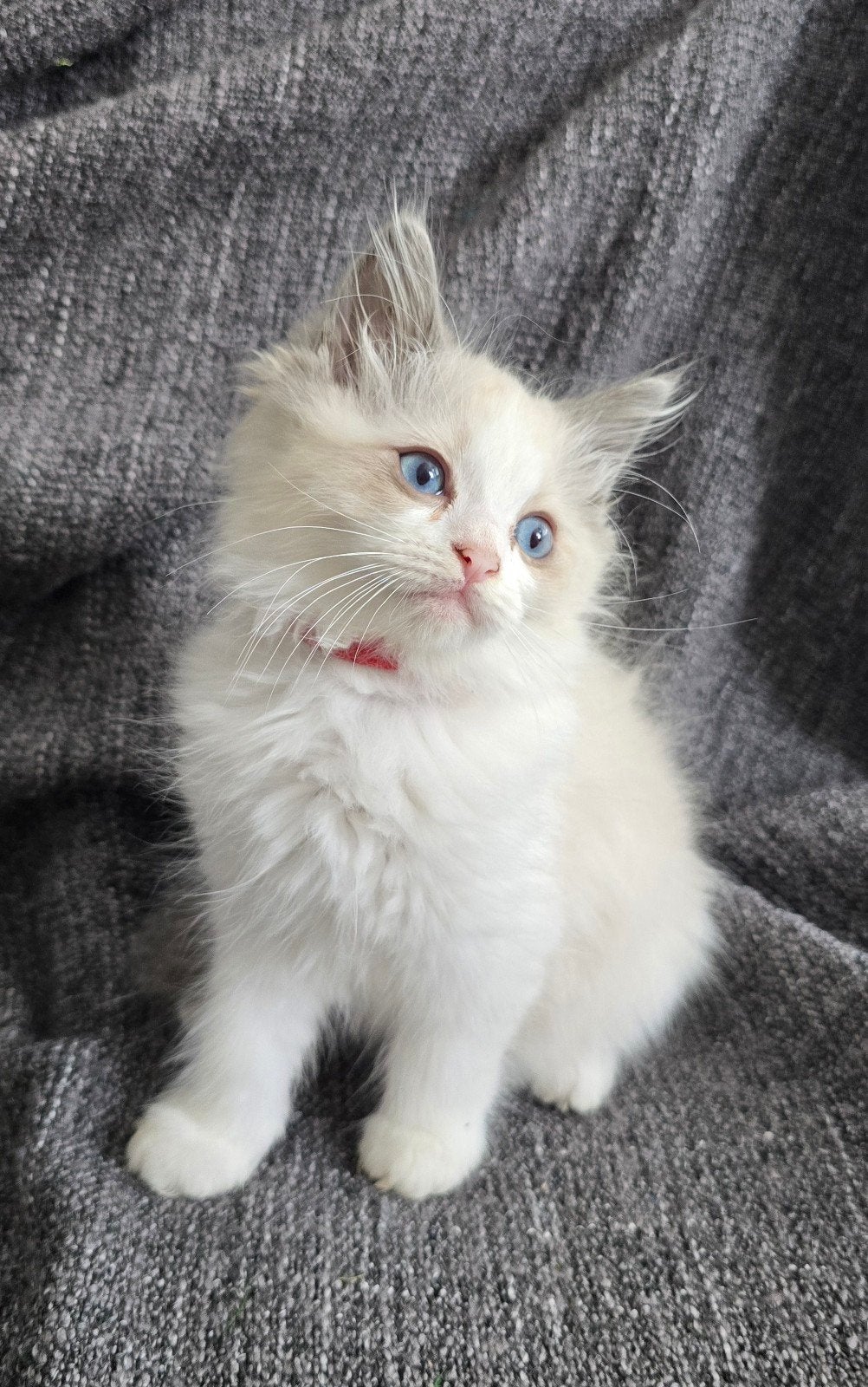 Ragdoll kitties