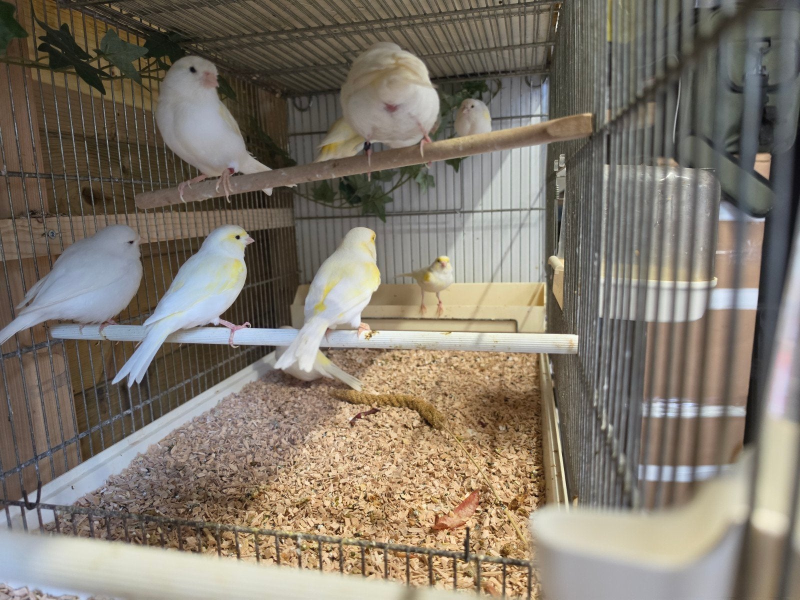 Geel/Wit mozaïek kanaries uitzoeken €20,- p.st., Dieren en Toebehoren, Vogels | Kanaries, Meerdere dieren, Kleurkanarie