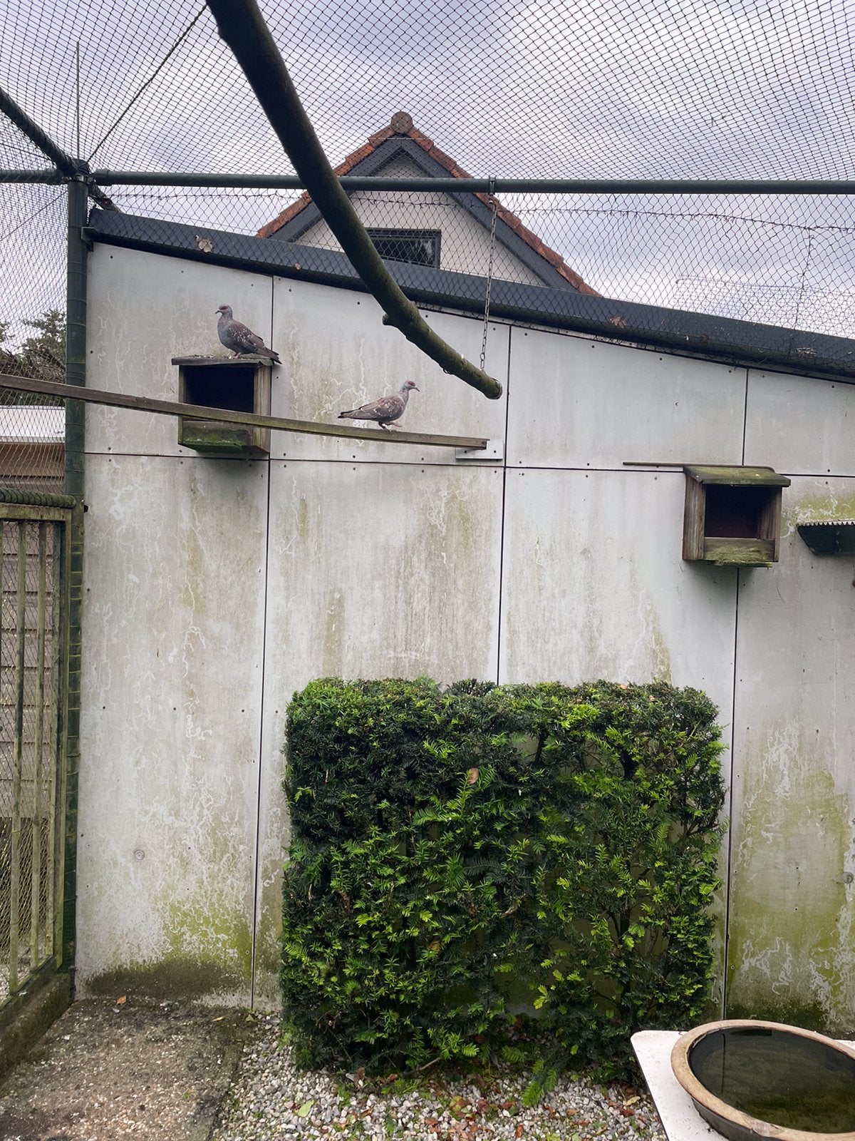 T.K. Guineaduif, Dieren en Toebehoren, Meerdere dieren, Eend