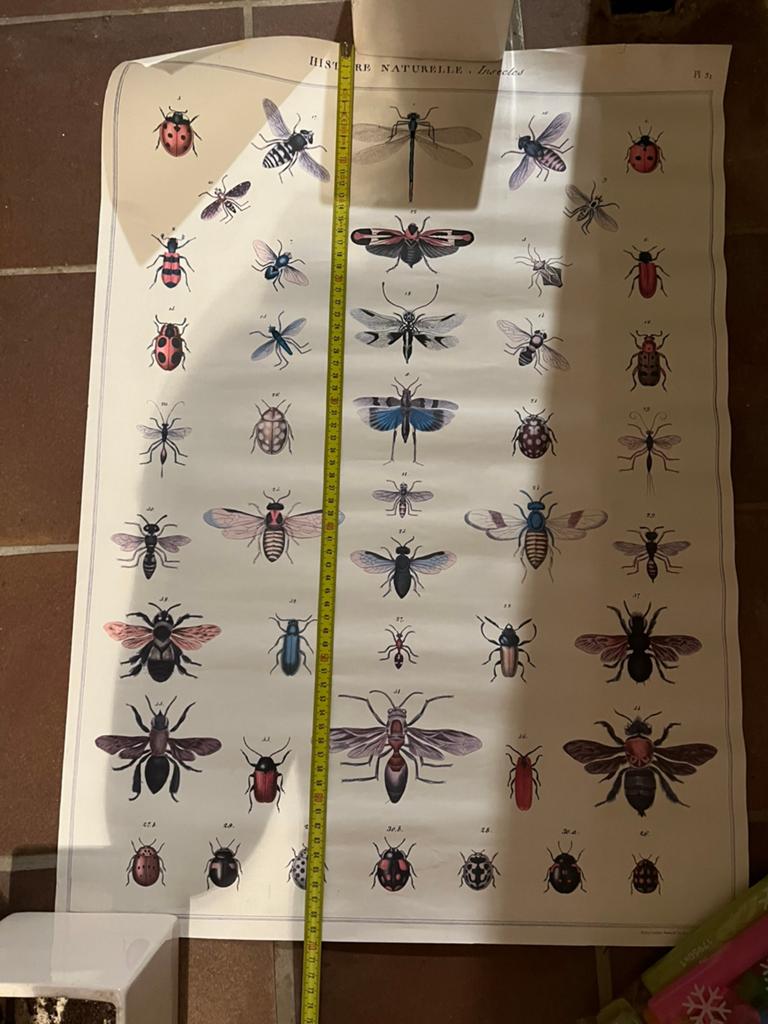 Poster insecten 70x50, Ophalen, Zo goed als nieuw, Foto of Poster