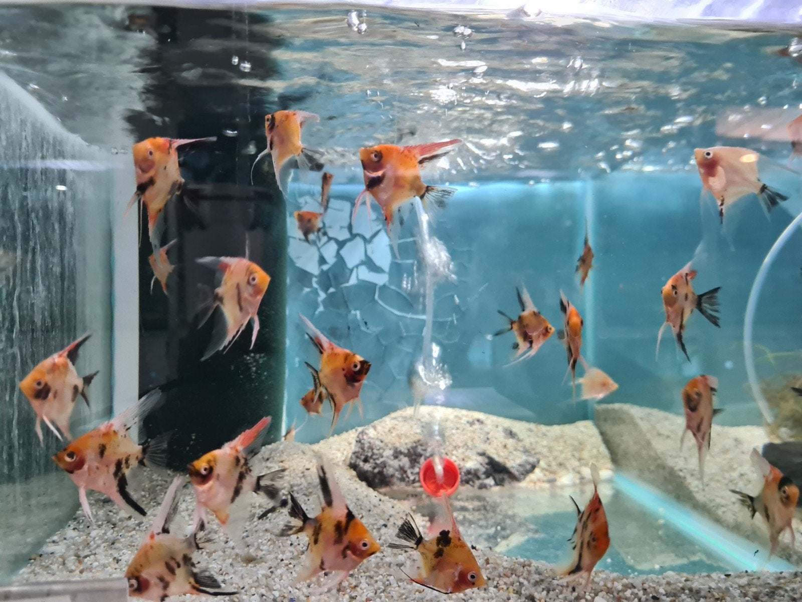 Red Devil maanvissen, Dieren en Toebehoren, Vis, Zoetwatervis