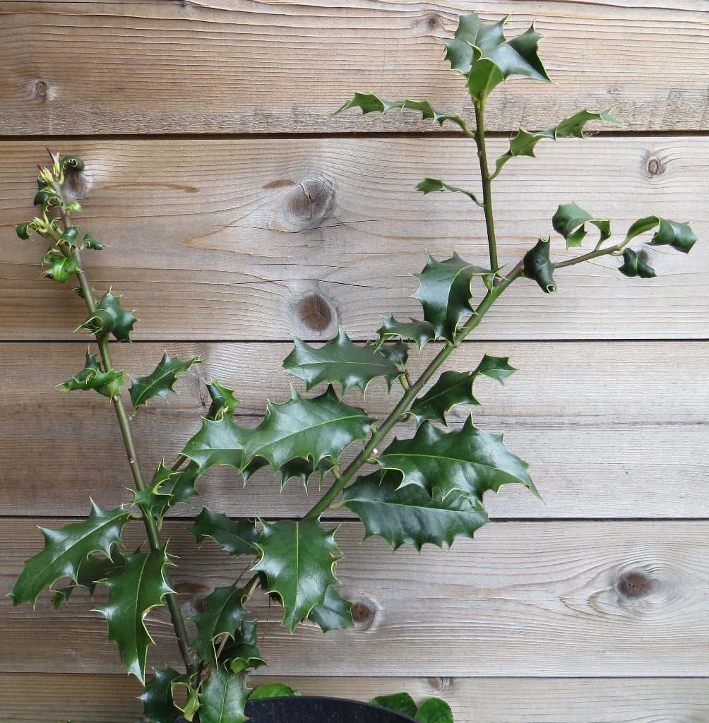 Jong klein hulstboompje. Groene hulst. Tuin. Struikje. Zomer, Ophalen, Hulst, Struik, Minder dan 100 cm