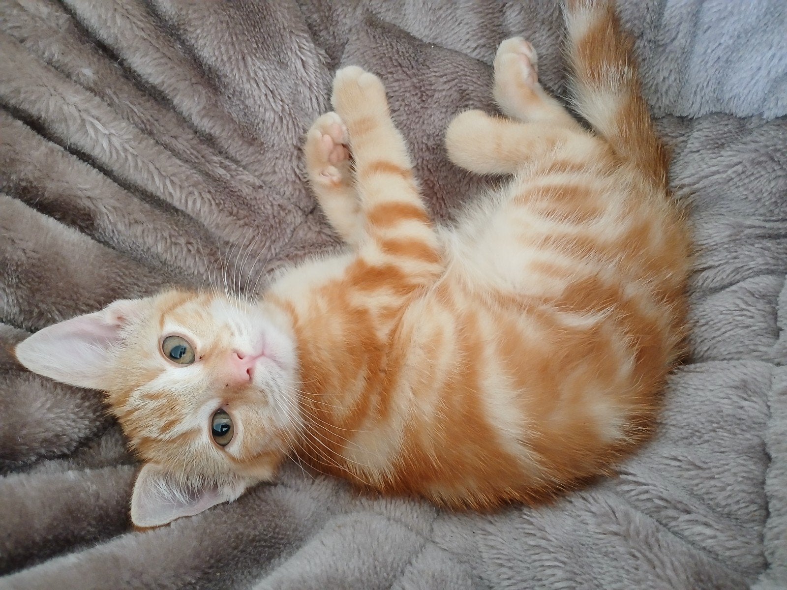 2 kitten poesjes, Poes, Kortharig, 0 tot 2 jaar