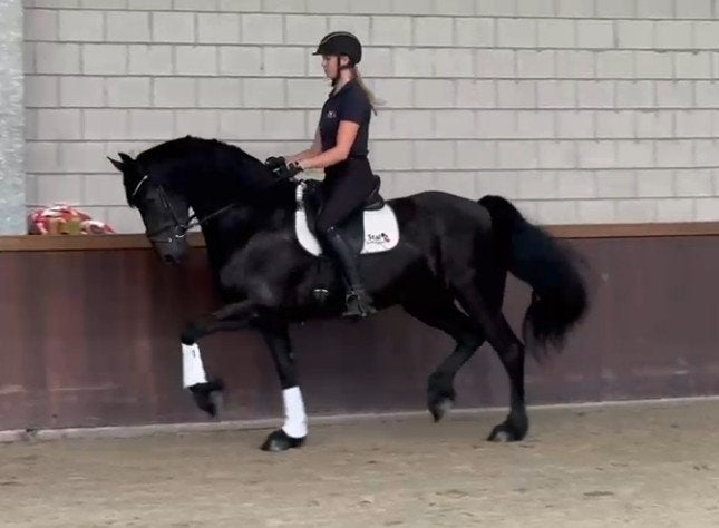 4 jarige Friese stamboek merrie, Dieren en Toebehoren, Paarden, Merrie, Met stamboom, Dressuurpaard, Zadelmak