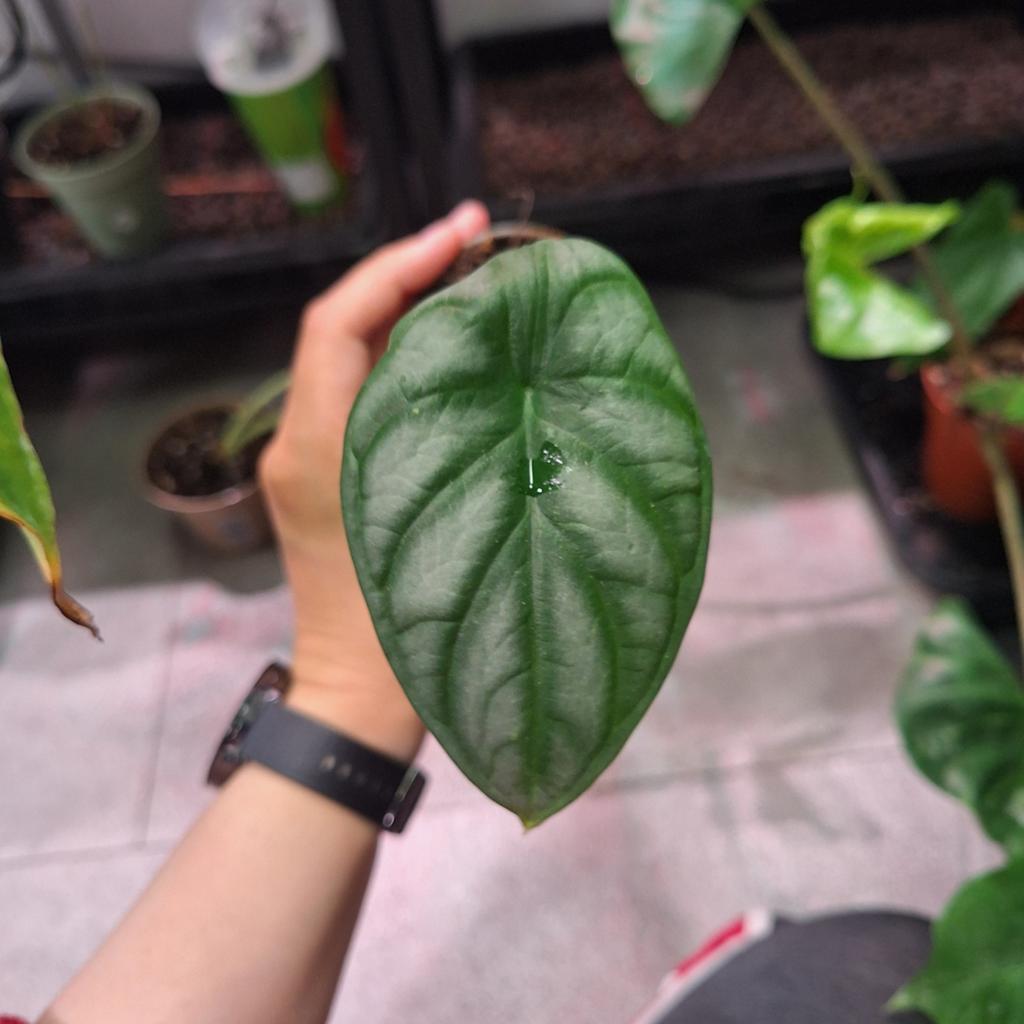 Alocasia Silver Dragon, Huis en Inrichting, Kamerplanten, Ophalen of Verzenden, Halfschaduw, Minder dan 100 cm
